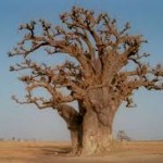 Baobab